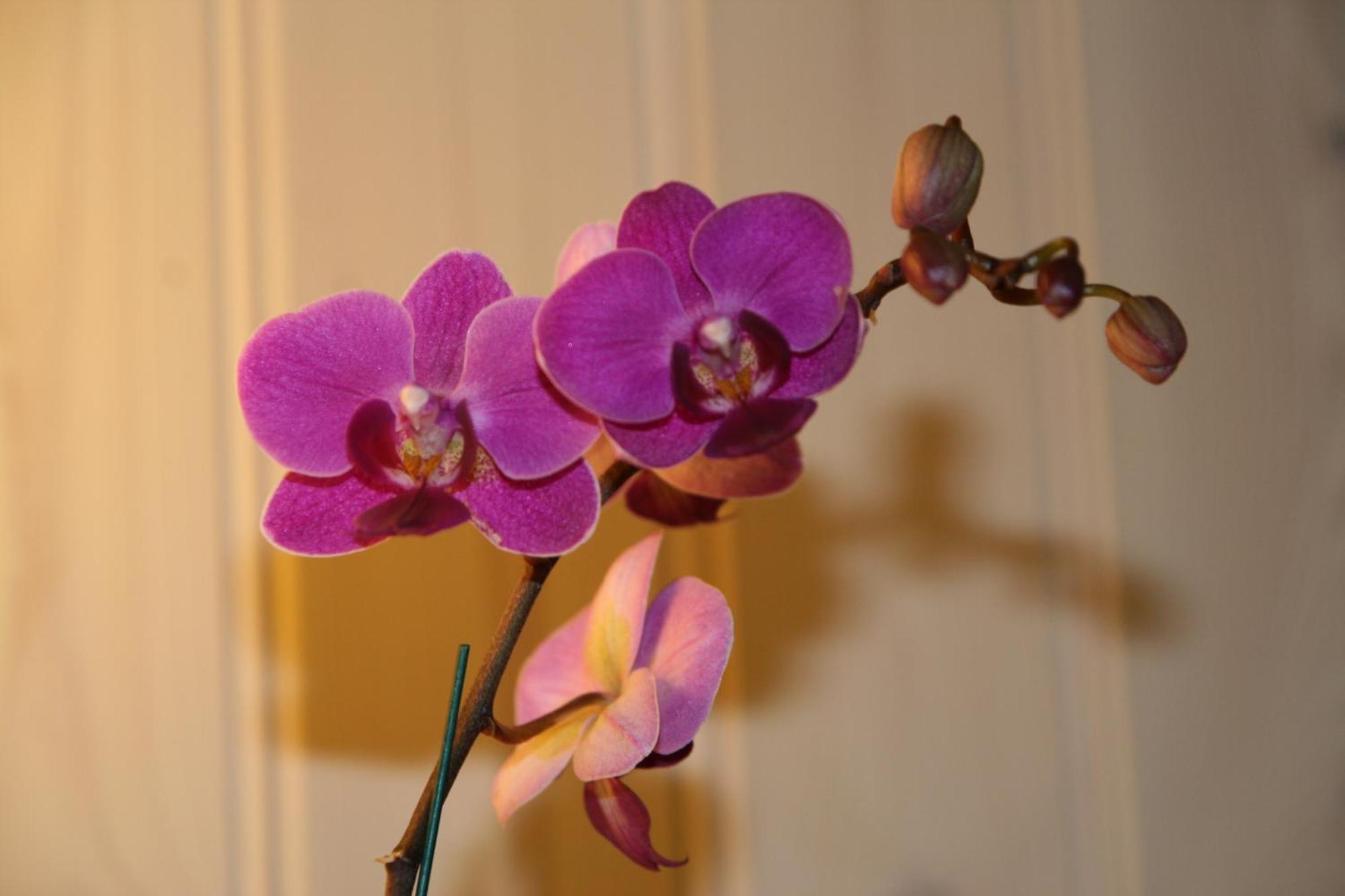 Dalen Bed & Breakfast Bed & Breakfast 3*